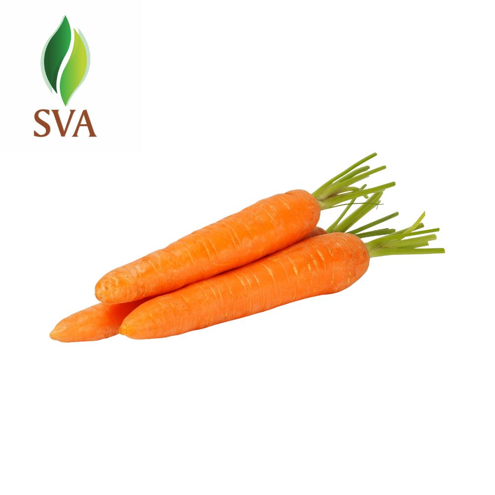 Carrot Seed Carrier Oil