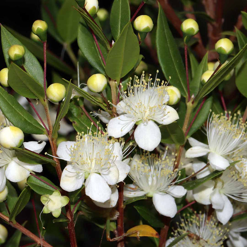 Myrtle Essential Oil