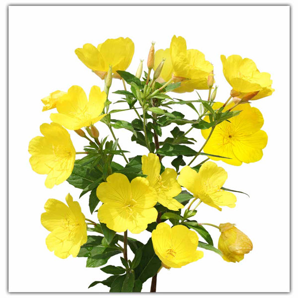 Evening Primrose Oil, Organic