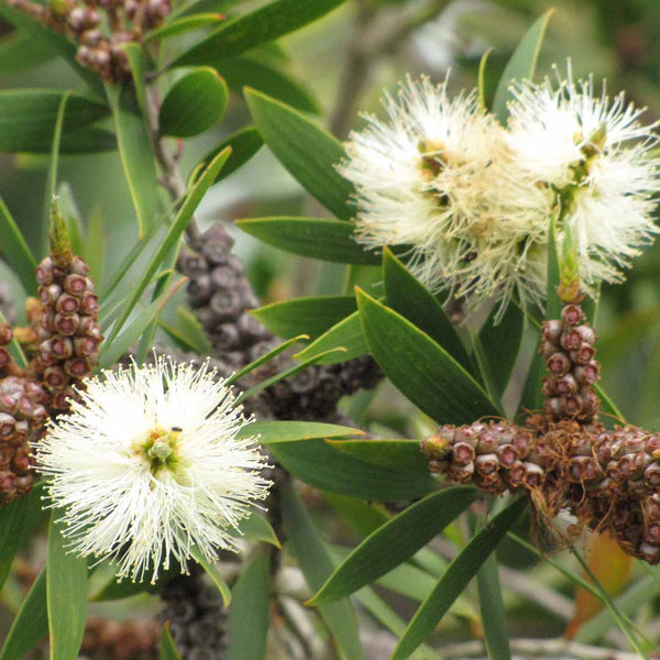 Niaouli Essential Oil