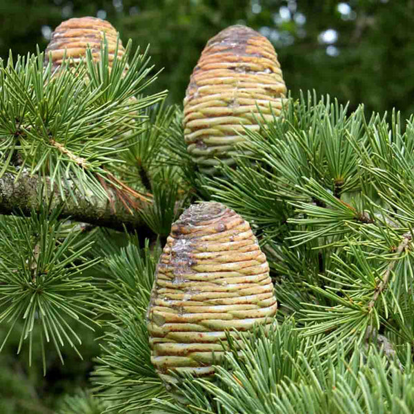 Cedarwood Himalaya Essential Oil