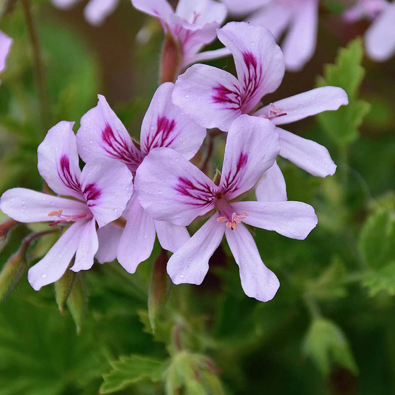 Geranium Essential Oil (Egypt)