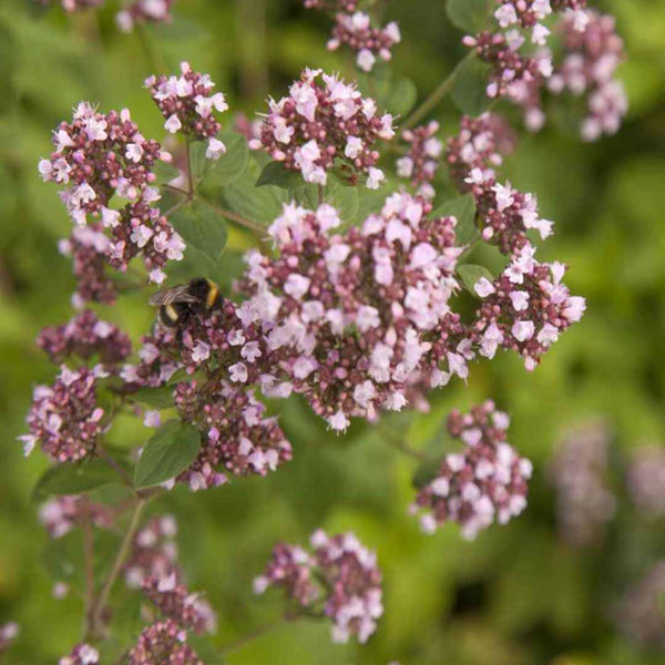 Marjoram, Sweet Essential Oil