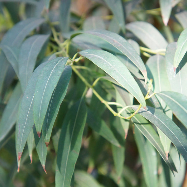 Eucalyptus Dives Essential Oil