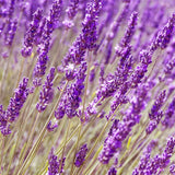 Lavandin Essential Oil (Dutch Lavender)