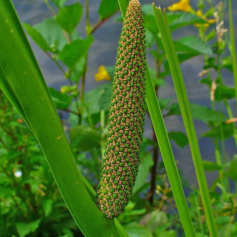 Calamus Essential Oil