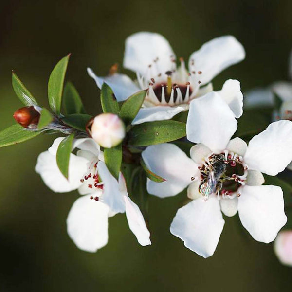 Manuka Essential Oil