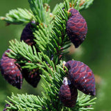 Black Spruce Essential Oil, ORGANIC