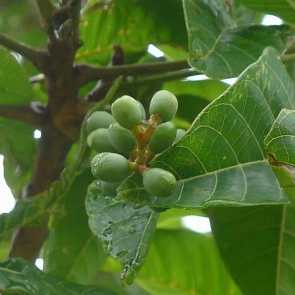 Elemi Essential Oil