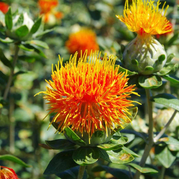 Safflower Oil High Oleic