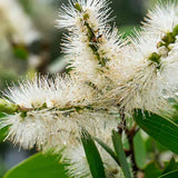 Cajeput Essential Oil