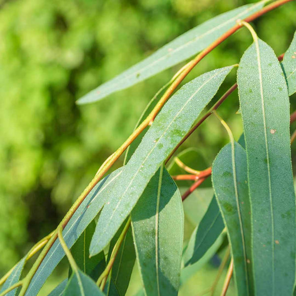 Eucalyptus Lemon Essential Oil