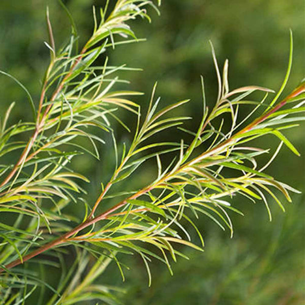 Tea Tree Essential Oil (Chinese)