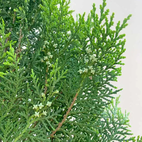 Thuja Essential Oil