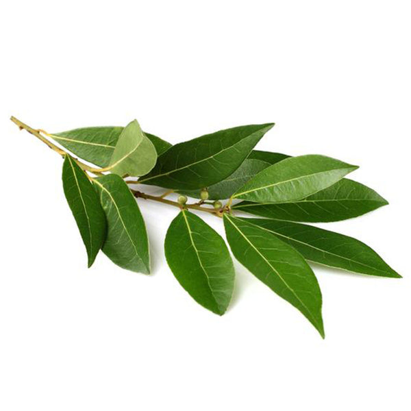 Laurel Leaf Essential Oil