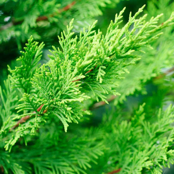 Cypress Essential Oil