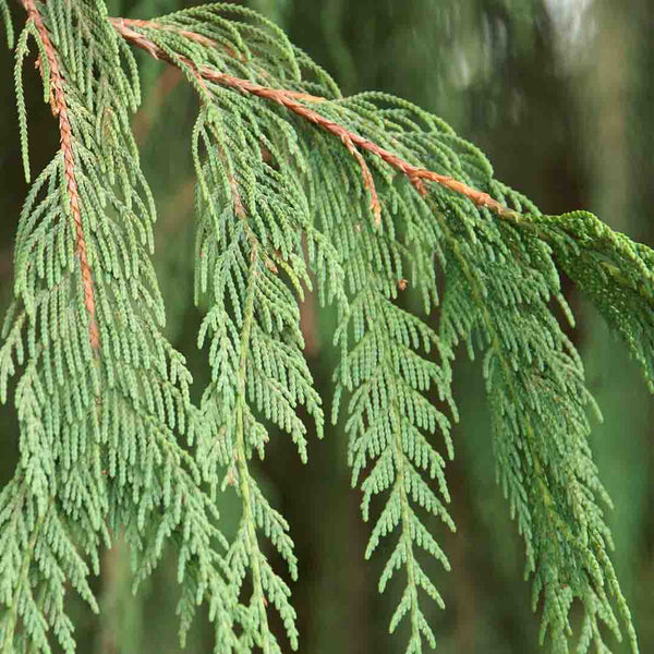 Cedarwood Chinese Essential Oil