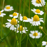 Chamomile German Essential Oil