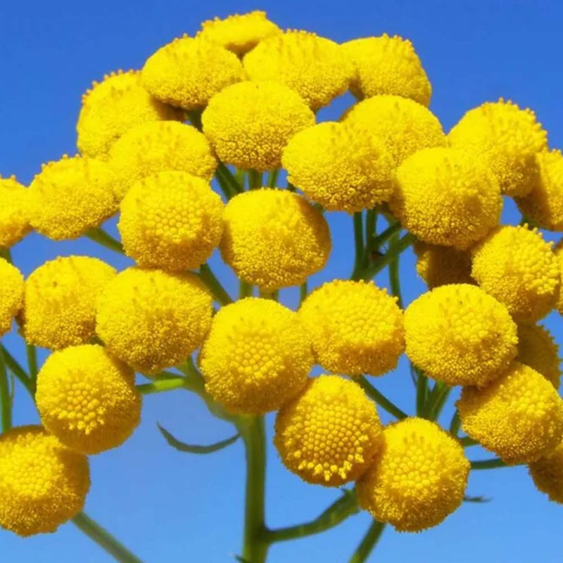 Blue Tansy Essential Oil