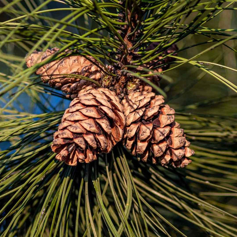 Pine Needle Essential Oil