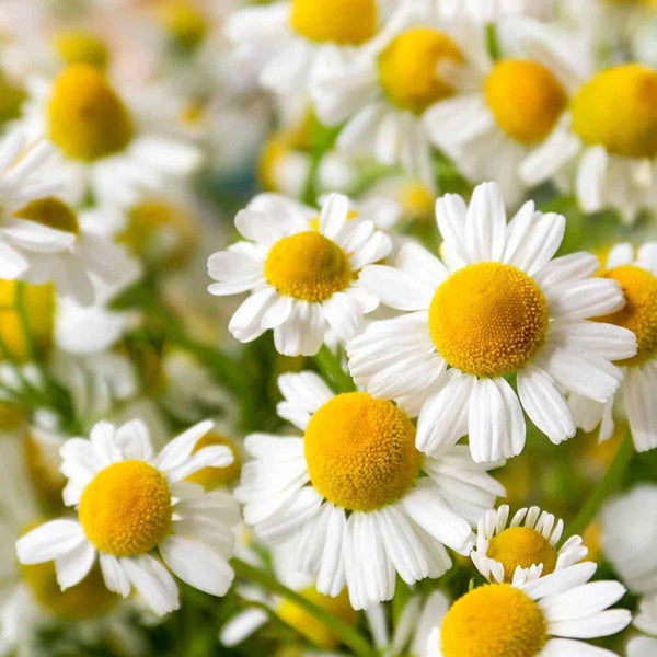 Chamomile Roman Essential Oil