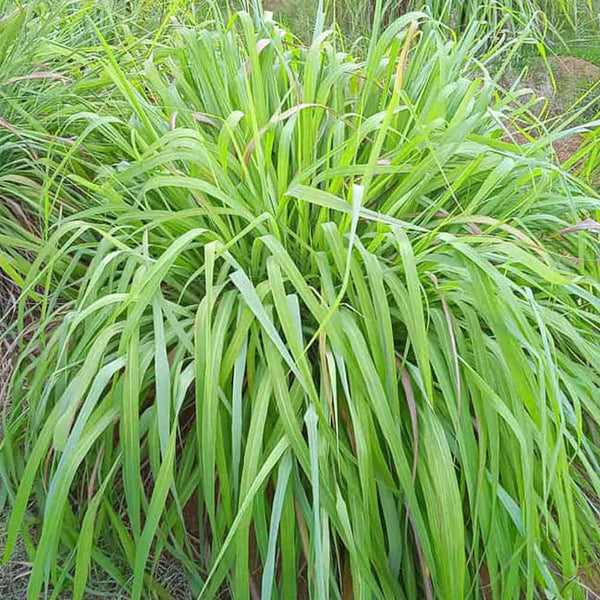 Citronella Essential Oil