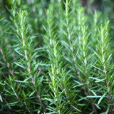 Rosemary Tunisia Essential Oil