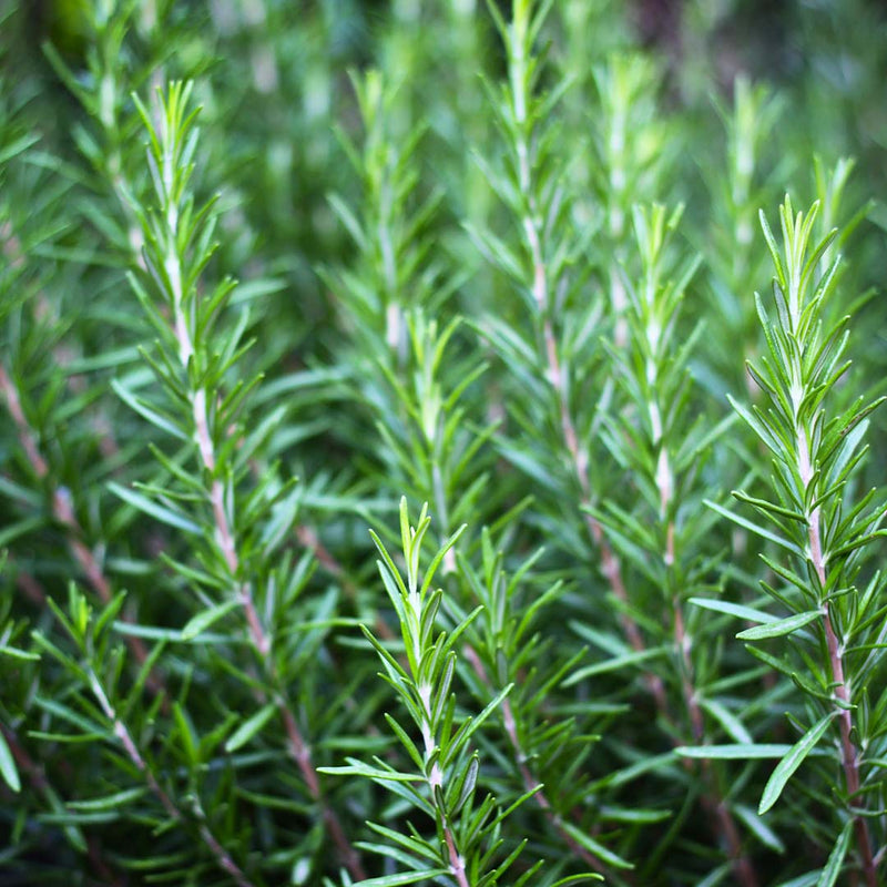 Rosemary Tunisia Essential Oil