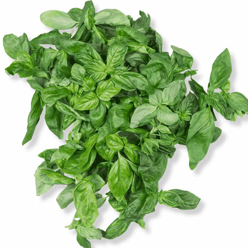 Basil Essential Oil, ORGANIC