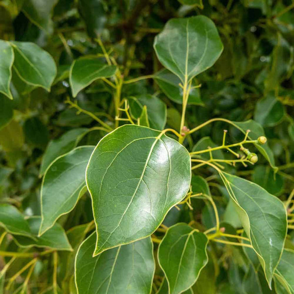 Camphor Essential Oil