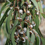 Eucalyptus Globulus Essential Oil 80%