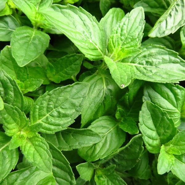 Tulsi Holy Basil Essential Oil