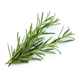 Rosemary Spain Essential Oil