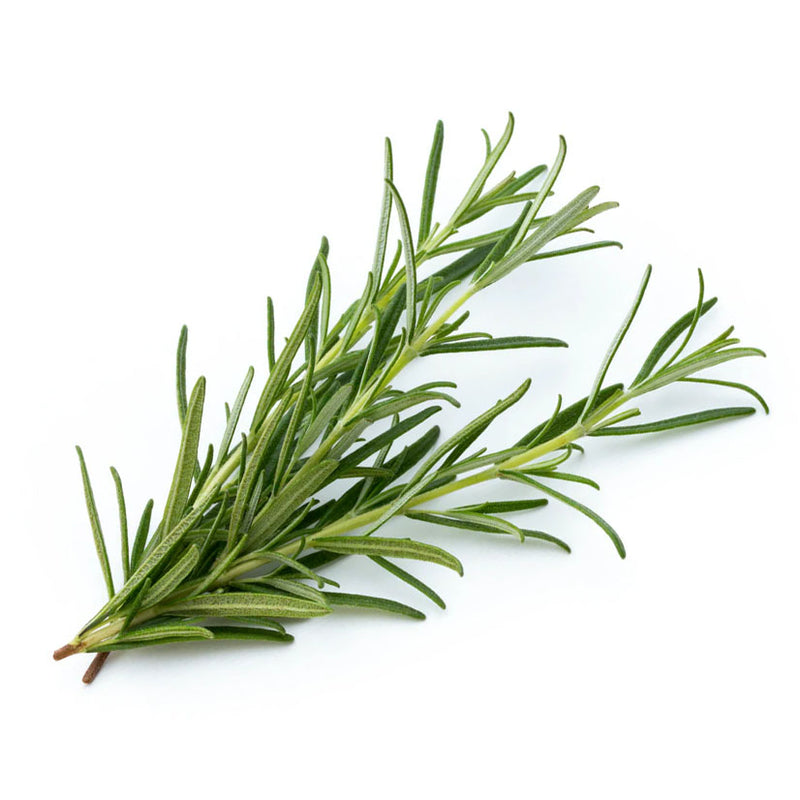 Rosemary Spain Essential Oil