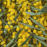 Helichrysum Gymocephalum Essential Oil