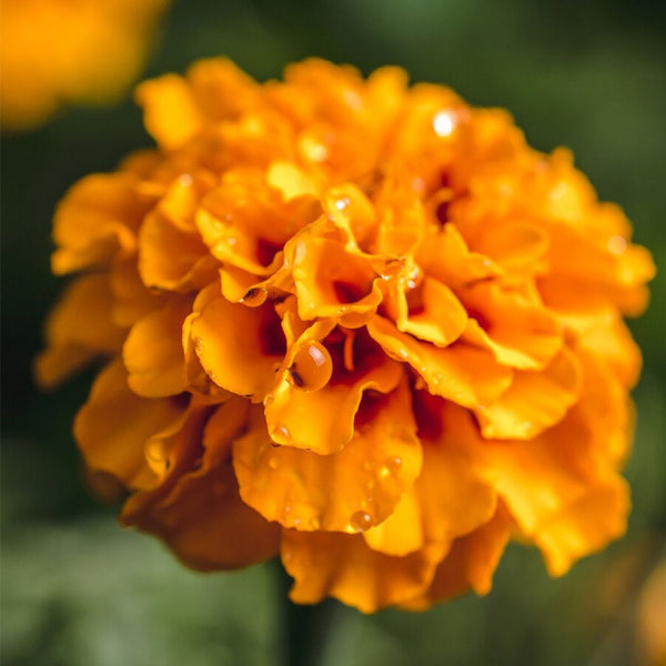 Tagetes Marigold Essential Oil