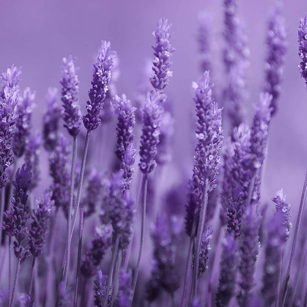 Lavender 40/42 Essential Oil